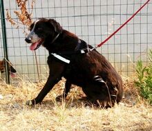 CICCIO, Hund, Mischlingshund in Italien - Bild 7