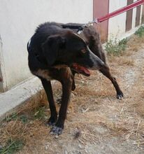 CICCIO, Hund, Mischlingshund in Italien - Bild 9