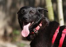 BLACKY, Hund, Mischlingshund in Ungarn - Bild 1