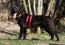 BLACKY, Hund, Mischlingshund in Ungarn - Bild 2