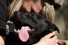 BLACKY, Hund, Mischlingshund in Ungarn - Bild 3