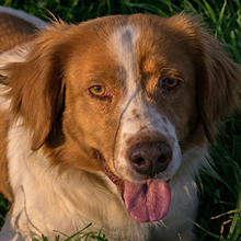 HADA, Hund, Mischlingshund in Spanien - Bild 1