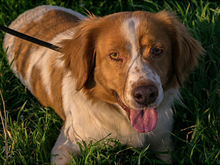 HADA, Hund, Mischlingshund in Spanien - Bild 10