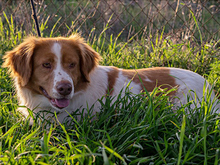 HADA, Hund, Mischlingshund in Spanien - Bild 11