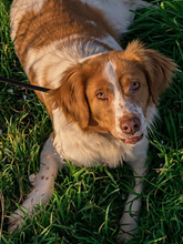 HADA, Hund, Mischlingshund in Spanien - Bild 2