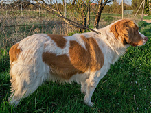 HADA, Hund, Mischlingshund in Spanien - Bild 3