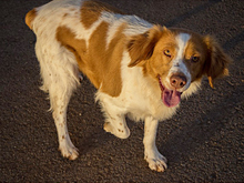 HADA, Hund, Mischlingshund in Spanien - Bild 4