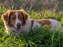 HADA, Hund, Mischlingshund in Spanien - Bild 5