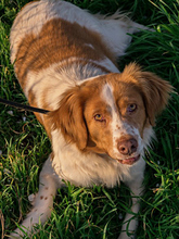 HADA, Hund, Mischlingshund in Spanien - Bild 6