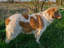 HADA, Hund, Mischlingshund in Spanien - Bild 7