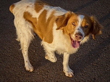 HADA, Hund, Mischlingshund in Spanien - Bild 8
