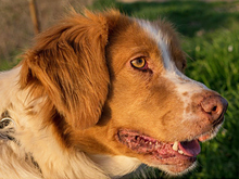 HADA, Hund, Mischlingshund in Spanien - Bild 9