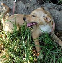 LEO, Hund, Mischlingshund in Kroatien - Bild 1