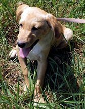 LEO, Hund, Mischlingshund in Kroatien - Bild 2