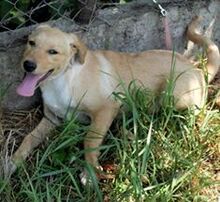 LEO, Hund, Mischlingshund in Kroatien - Bild 3