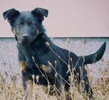 MUMBO, Hund, Mischlingshund in Slowakische Republik - Bild 1