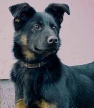 MUMBO, Hund, Mischlingshund in Slowakische Republik - Bild 2