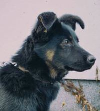 MUMBO, Hund, Mischlingshund in Slowakische Republik - Bild 3
