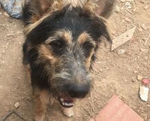 FREDY, Hund, Mischlingshund in Spanien - Bild 1