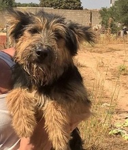 FREDY, Hund, Mischlingshund in Spanien - Bild 12