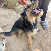 FREDY, Hund, Mischlingshund in Spanien - Bild 13