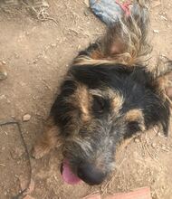 FREDY, Hund, Mischlingshund in Spanien - Bild 6