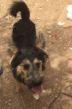 FREDY, Hund, Mischlingshund in Spanien - Bild 7