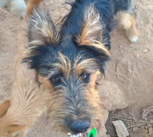 FREDY, Hund, Mischlingshund in Spanien - Bild 8