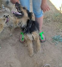 FREDY, Hund, Mischlingshund in Spanien - Bild 9