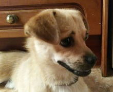 MOMO, Hund, Mischlingshund in Spanien - Bild 1