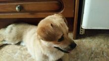 MOMO, Hund, Mischlingshund in Spanien - Bild 2