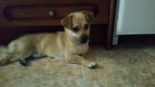 MOMO, Hund, Mischlingshund in Spanien - Bild 3