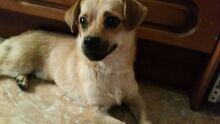 MOMO, Hund, Mischlingshund in Spanien - Bild 4