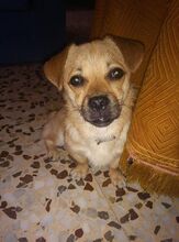 MOMO, Hund, Mischlingshund in Spanien - Bild 5