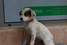SPOT2, Hund, Mischlingshund in Bulgarien - Bild 1