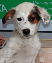 SPOT2, Hund, Mischlingshund in Bulgarien - Bild 3