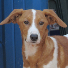 JAIRO, Hund, Mischlingshund in Spanien - Bild 1