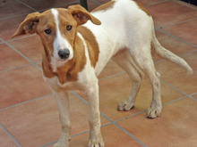 JAIRO, Hund, Mischlingshund in Spanien - Bild 10