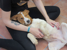 JAIRO, Hund, Mischlingshund in Spanien - Bild 12