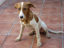 JAIRO, Hund, Mischlingshund in Spanien - Bild 4