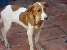 JAIRO, Hund, Mischlingshund in Spanien - Bild 7
