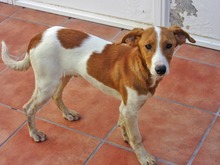 JAIRO, Hund, Mischlingshund in Spanien - Bild 9