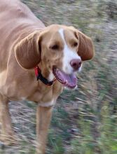 FRIDA, Hund, Jagdhund-Mix in Spanien - Bild 1