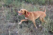 FRIDA, Hund, Jagdhund-Mix in Spanien - Bild 2