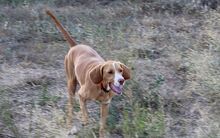 FRIDA, Hund, Jagdhund-Mix in Spanien - Bild 3