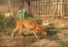 FRIDA, Hund, Jagdhund-Mix in Spanien - Bild 4