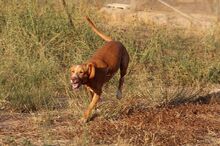 FRIDA, Hund, Jagdhund-Mix in Spanien - Bild 5