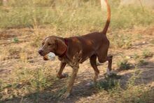 FRIDA, Hund, Jagdhund-Mix in Spanien - Bild 6