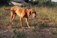 FRIDA, Hund, Jagdhund-Mix in Spanien - Bild 8