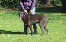FLIN, Hund, Mischlingshund in Italien - Bild 3